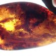 OI000752.JPG CT scan render DINOSAUR in 99 million year old amber from Myanmar