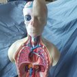 20190623_165115.jpg Modèle de torse d'anatomie humaine