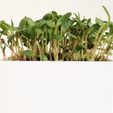petit_pot_carr__imprim__en_3D_6.jpg Free STL file Little Square Planter・3D printer design to download