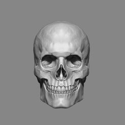 FRONT.jpg Anatomy Male Skull 1/2 Size