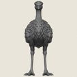 Emu-Bird-03.jpg エミュー・バード