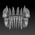 Full-upper-and-lower-arches-lingual.png full anatomy upper and lower teeth 1