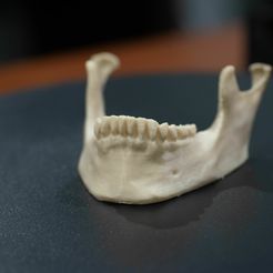 jawbone-business-card-holder-3d-model-97c4a704ed.jpg Файл STL Мандибула (челюсть) человека для печати (готово к печати)・Дизайн 3D принтера для загрузки