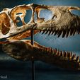 utahraptor-01.jpg Utahraptor dinosaur skull