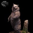 022.jpg Grizzly Bear and Scenic Base Presupported