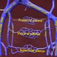 file-25.jpg Venous system thorax abdominal vein labelled 3D model