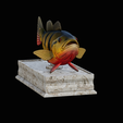 Peacock-Bass-statue-box-1-2-3.png fish Peacock bass (Cichla ocellaris) fish in motion base box for 3D printing
