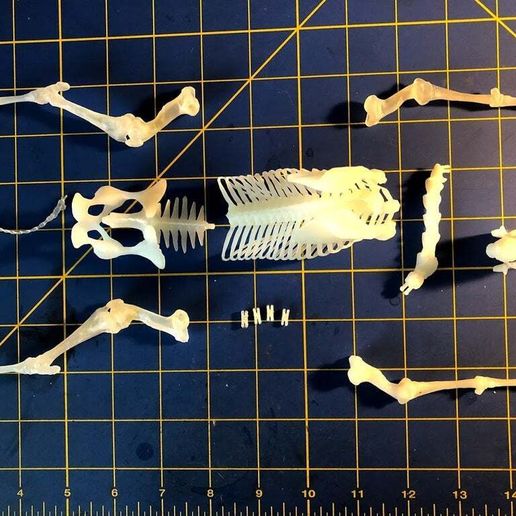 IMG_5497.jpg Esqueleto de cavalo