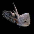 5.jpg Triceratops Skull DINOSAUR SKELETON ANATOMY 3D MODEL