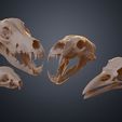 animal_skulls_3d_print_file_3demon_collection.jpg Realistic Animal Skull Collection