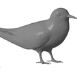 Common-tern1.png Common tern