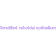 Epistr_cuboidal_epi_TEXT.stl epithelial cells types collection 3D