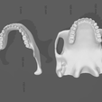 dentadura6.png Articulated jaw / articulated jaw