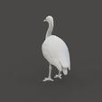 Bird_1.4.jpg Heron Bird