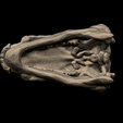 6.png Edmontonia Skull