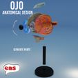 0 CATV CUTTH i) SS 4 4 4 yt a a ae] 3d model eye : anatomical eye + PEDESTAL