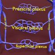 file-35.jpg Venous system thorax abdominal vein labelled 3D model