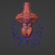 5.png 3D Model of Canine Brain with Arteries