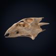 Textured-cults___0008.jpg Realistic Turtle Skull 3D Printable Model