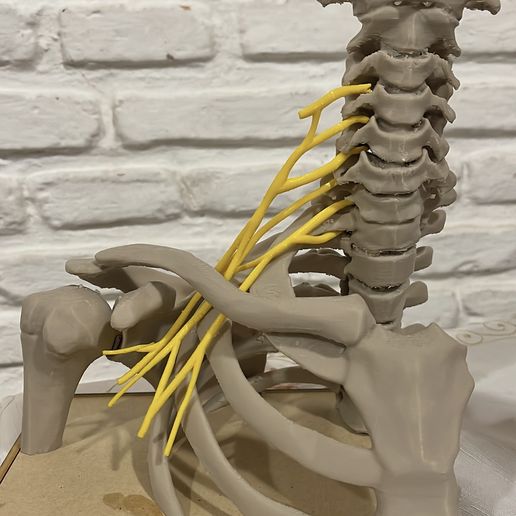 brachial-plexus-with-bones.jpg Modelo educativo sobre el plexo braquial