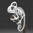 cl03.png Chamäleon-Skelett