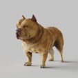 American-Bulldog.1738.jpg American Bulldog - STL & VRML COLOR FORMAT !- DOG BREED - SITTING POSE - 3D PRINT MODEL