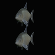 Bream-fish-3.png fish Common bream / Abramis brama solo model detailed texture for 3d printing
