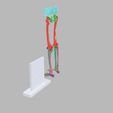 lower-limbs-with-girdle-color-coded-3d-model-1.jpg lower Limbs with girdle color coded 3D model