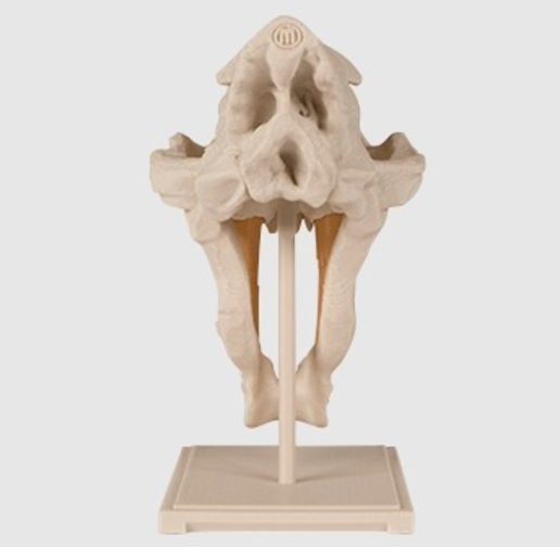 Capture d’écran 2017-09-05 à 17.51.10.png Saber-Toothed Cat Skull