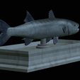 Barracuda-mouth-statue-14.png fish great barracuda / Sphyraena barracuda open mouth statue detailed texture for 3d printing