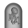 Capture.jpg Foetus infant skeleton