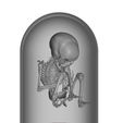 Capture.jpg Fetus infant skeleton