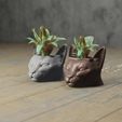 cat macet 2.jpg potted cat
