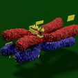 0008.jpg Chromosome homologous centromere kinetochore blender 3d model
