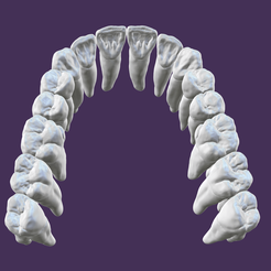 IMG_1007.png Maxillary teeth