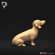 Dachshund-Miniature-Smooth-Haired-Pose-05-Dog-3D-Print-3s.jpeg Perro salchicha miniatura de pelo liso Pose 05