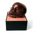 profile_500px.jpg Anatomical Human Male Skull(updated 11/7/2020)