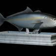 Greater-Amberjack-statue-11.png fish greater amberjack / Seriola dumerili statue detailed texture for 3d printing