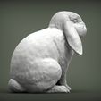 rabbit-ram6.jpg Rabbit ram 3D print model