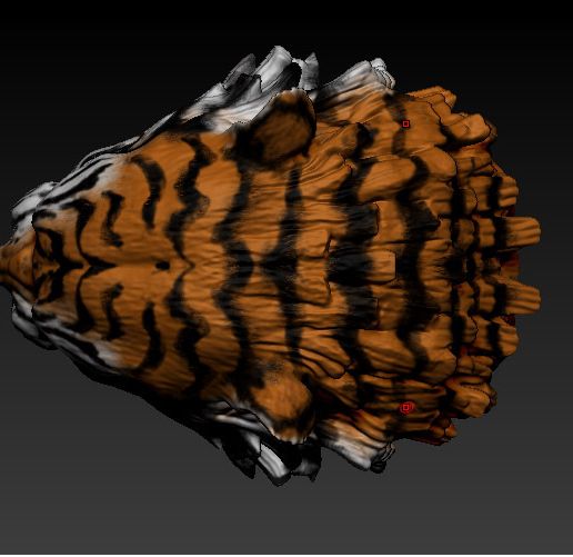 top.jpg cabeza de tigre 02