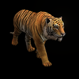 03.png TIGER - DOWNLOAD TIGER 3d model - animated for blender-fbx-unity-maya-unreal-c4d-3ds max - 3D printing TIGER FELINE - CAT - PREDATOR