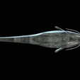 Catfish-Europe-27.png FISH WELS CATFISH / SILURUS GLANIS solo model detailed texture for 3d printing