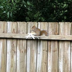 squirrel-picnic-table.jpg STL-Datei Eichhörnchen-Picknicktisch kostenlos・Objekt zum Herunterladen und Drucken in 3D