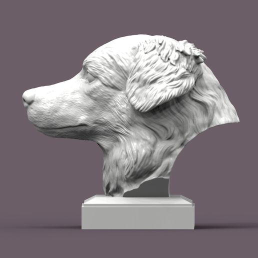 australian-shepherd3.jpg Australian shepherd bust 3D print model