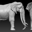 02.jpg Elephant African
