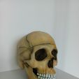 WhatsApp-Image-2025-06-10-at-9.36.32-PM.jpeg Bio-Schädel 3D Modell