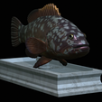 Dusky-grouper-7.png fish dusky grouper / Epinephelus marginatus statue detailed texture for 3d printing