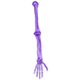 brazos izquierdo.stl Human Skeleton/Limbs/Arms/Arms/Legs(DETAILED)... Human Skeleton/Limbs/Arms/Legs(DETAILED)