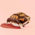 running-desert-rain-frog-02.jpg Running? Desert Rain Frog