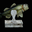 Bass-trophy-8.png Largemouth Bass / Micropterus salmoides fish in motion trophy statue detailed texture for 3d printing